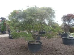 Japanse Esdoorn (Acer Palmatum 'Ornatum') -Planten Verkoopwinkel acer palmatum ornatum solitair extra