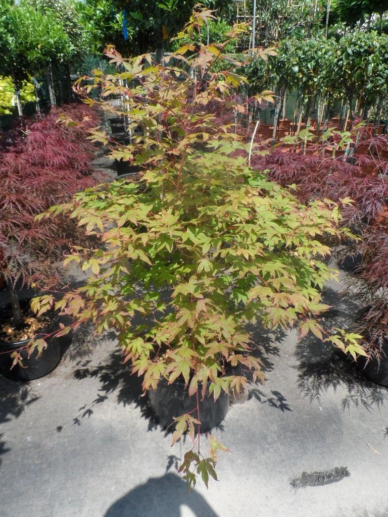 Japanse Esdoorn (Acer Palmatum 'Osakazuki') 5 Japanse Esdoorn (Acer Palmatum 'Osakazuki') - Afbeelding 5
