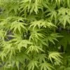 Japanse Esdoorn (Acer Palmatum 'Ryusen') -Planten Verkoopwinkel acer palmatum ryusen