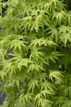 Japanse Esdoorn (Acer Palmatum 'Ryusen')