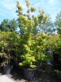 Japanse Esdoorn (Acer Palmatum 'Sangokaku') -Planten Verkoopwinkel acer palmatum sangokaku 250 300 c240 1