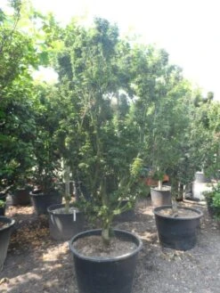 Japanse Esdoorn (Acer Palmatum 'Shishigashira') -Planten Verkoopwinkel acer palmatum shishigashira solitair c285 1