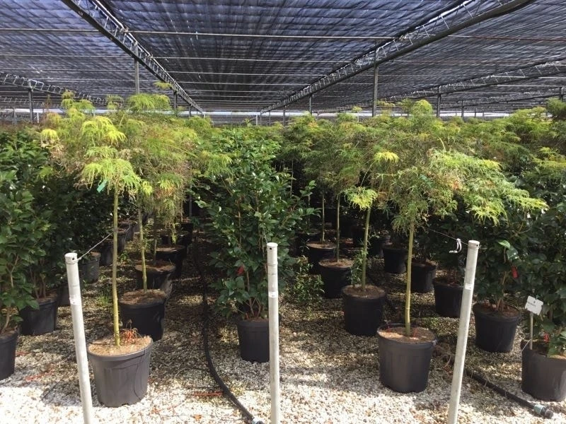 Japanse Esdoorn Op Stam (Acer Palmatum 'Viridis') 1 Japanse Esdoorn Op Stam (Acer Palmatum 'Viridis')