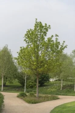 Noorse Esdoorn (Acer Platanoides)