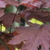 Noorse Esdoorn (Acer Platanoides 'Crimson Sentry') -Planten Verkoopwinkel acer platanoides crimson 1