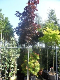 Rode Esdoorn (Acer Platanoides 'Crimson King') -Planten Verkoopwinkel acer platanoides crimson king 10 12ho cont 1
