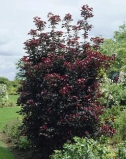 Rode Esdoorn Beveerd (Acer Platanoides 'Crimson Sentry')