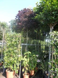 Noorse Esdoorn (Acer Platanoides 'Crimson Sentry') -Planten Verkoopwinkel acer platanoides crimson sentry 12 14ho cont. bol