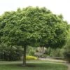 Bolesdoorn (Acer Platanoides 'Globosum') -Planten Verkoopwinkel acer platanoides globosum 1