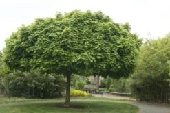 Bolesdoorn (Acer Platanoides 'Globosum')