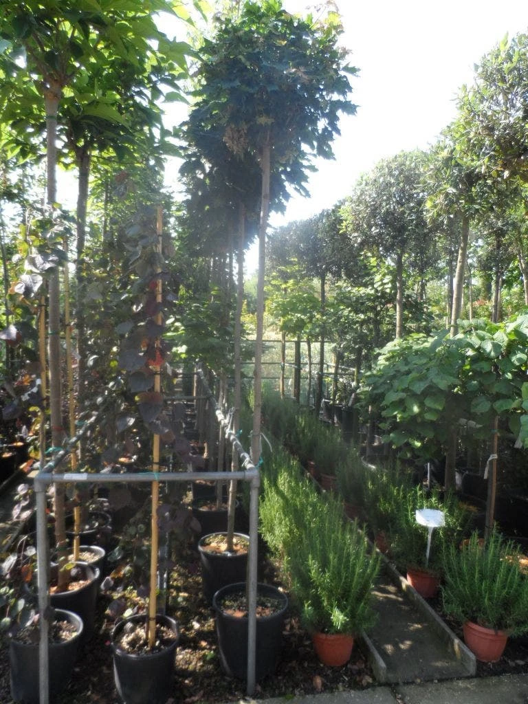 Bolesdoorn (Acer Platanoides 'Globosum') 7 Bolesdoorn (Acer Platanoides 'Globosum') - Afbeelding 7