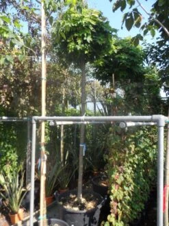 Bolesdoorn (Acer Platanoides 'Globosum') -Planten Verkoopwinkel acer platanoides globosum 14 16ho cont 1