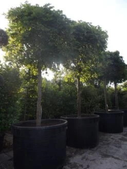 Bolesdoorn (Acer Platanoides 'Globosum') -Planten Verkoopwinkel acer platanoides globosum 30 35 40ho c1000 1500 1