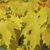 Noorse Esdoorn (Acer Platanoides 'Princeton Gold') 12 Noorse Esdoorn (Acer Platanoides 'Princeton Gold') -Planten Verkoopwinkel acer platanoides princeton gold 01