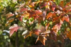 Rode Esdoorn (Acer Rubrum) -Planten Verkoopwinkel acer rubrum01 1