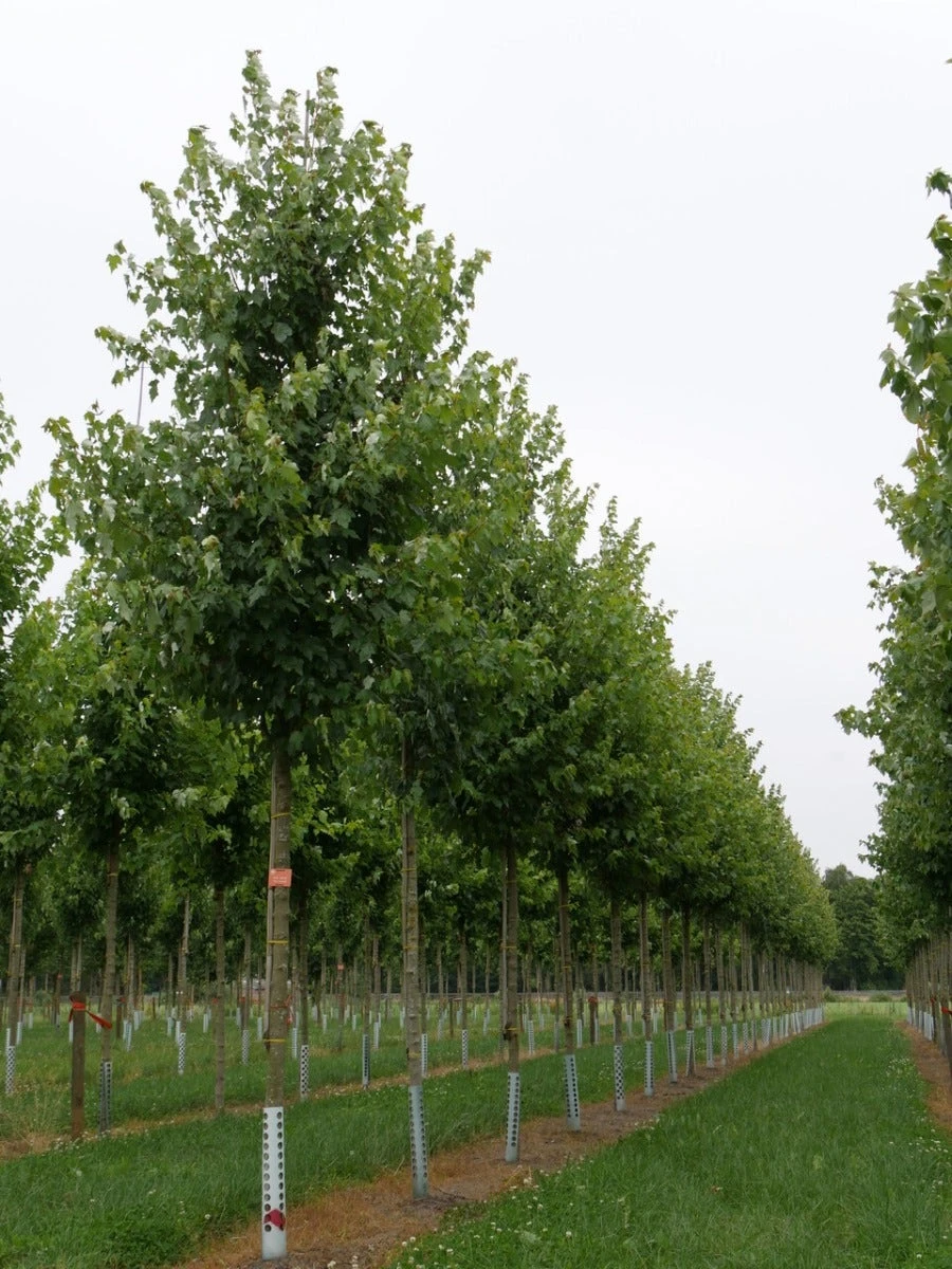 Grote Esdoorn (Acer Rubrum 'Red Sunset') 5 Grote Esdoorn (Acer Rubrum 'Red Sunset') - Afbeelding 5
