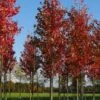 Grote Esdoorn (Acer Rubrum 'Red Sunset') -Planten Verkoopwinkel acer rubrum red sunset 20 25