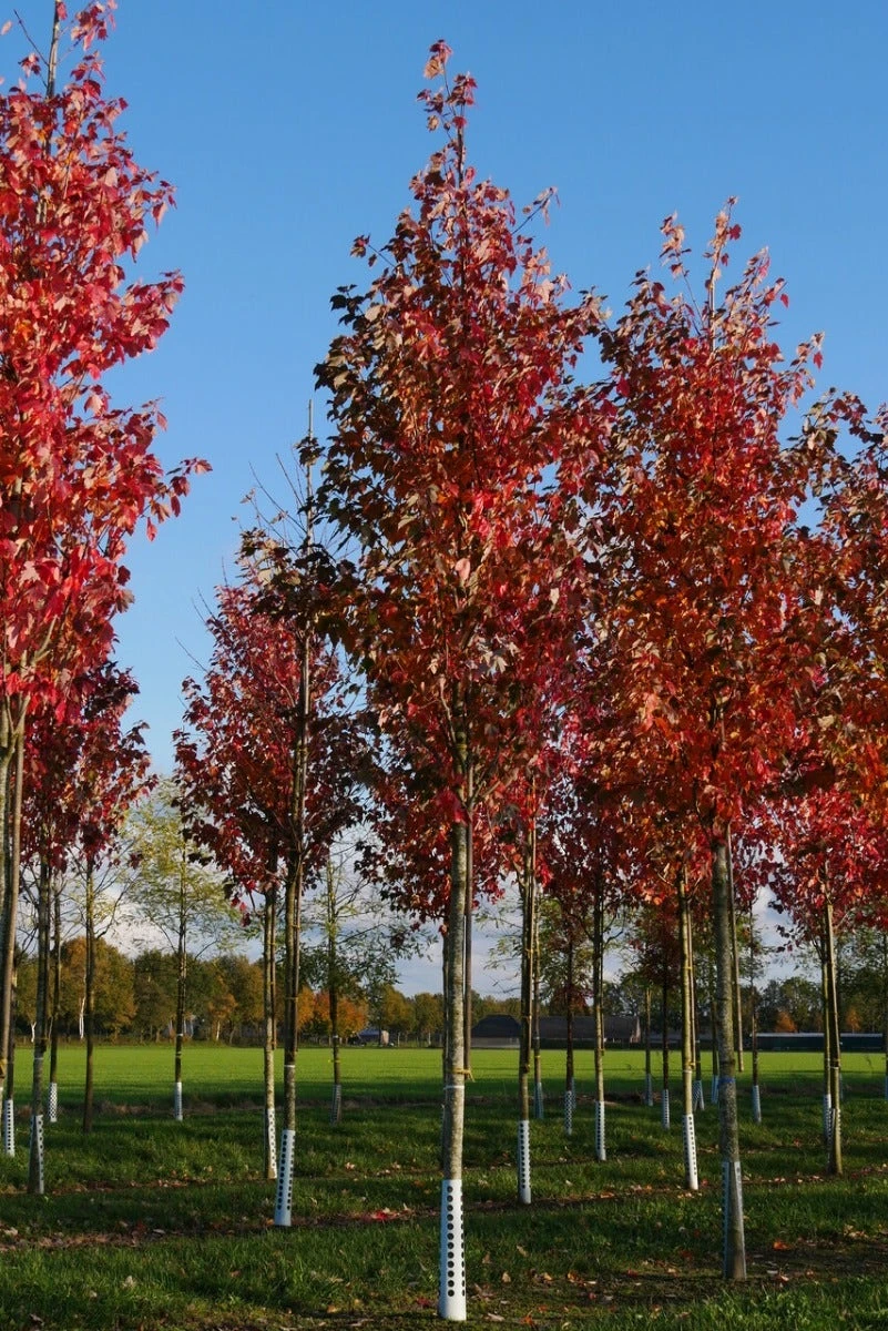 Grote Esdoorn (Acer Rubrum 'Red Sunset') 1 Grote Esdoorn (Acer Rubrum 'Red Sunset')