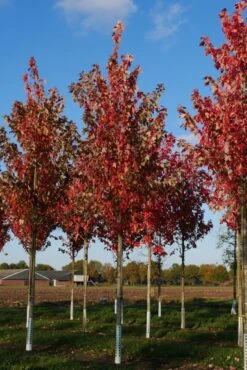 Grote Esdoorn (Acer Rubrum 'Red Sunset') 8 Grote Esdoorn (Acer Rubrum 'Red Sunset') -Planten Verkoopwinkel acer rubrum red sunset 25 30