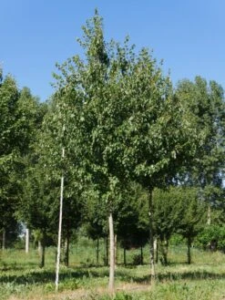 Grote Esdoorn (Acer Rubrum 'Red Sunset') 12 Grote Esdoorn (Acer Rubrum 'Red Sunset') -Planten Verkoopwinkel acer rubrum red sunset 30 35