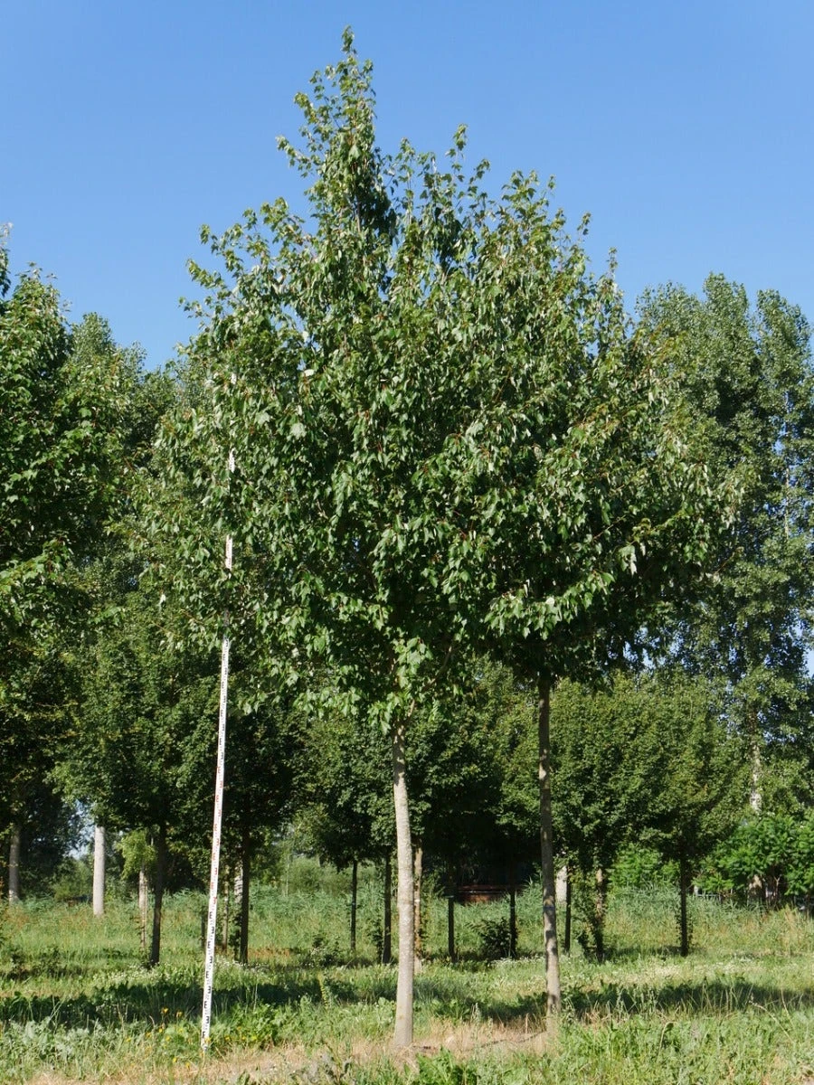 Grote Esdoorn (Acer Rubrum 'Red Sunset') 6 Grote Esdoorn (Acer Rubrum 'Red Sunset') - Afbeelding 6