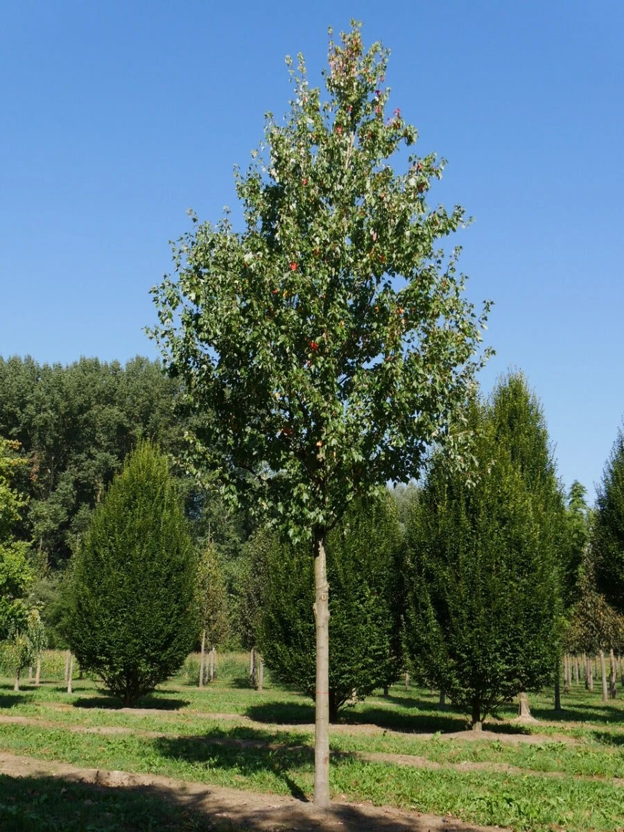 Grote Esdoorn (Acer Rubrum 'Red Sunset') 7 Grote Esdoorn (Acer Rubrum 'Red Sunset') - Afbeelding 7