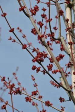 Grote Esdoorn (Acer Rubrum 'Red Sunset') 10 Grote Esdoorn (Acer Rubrum 'Red Sunset') -Planten Verkoopwinkel acer rubrum red sunset bloemen