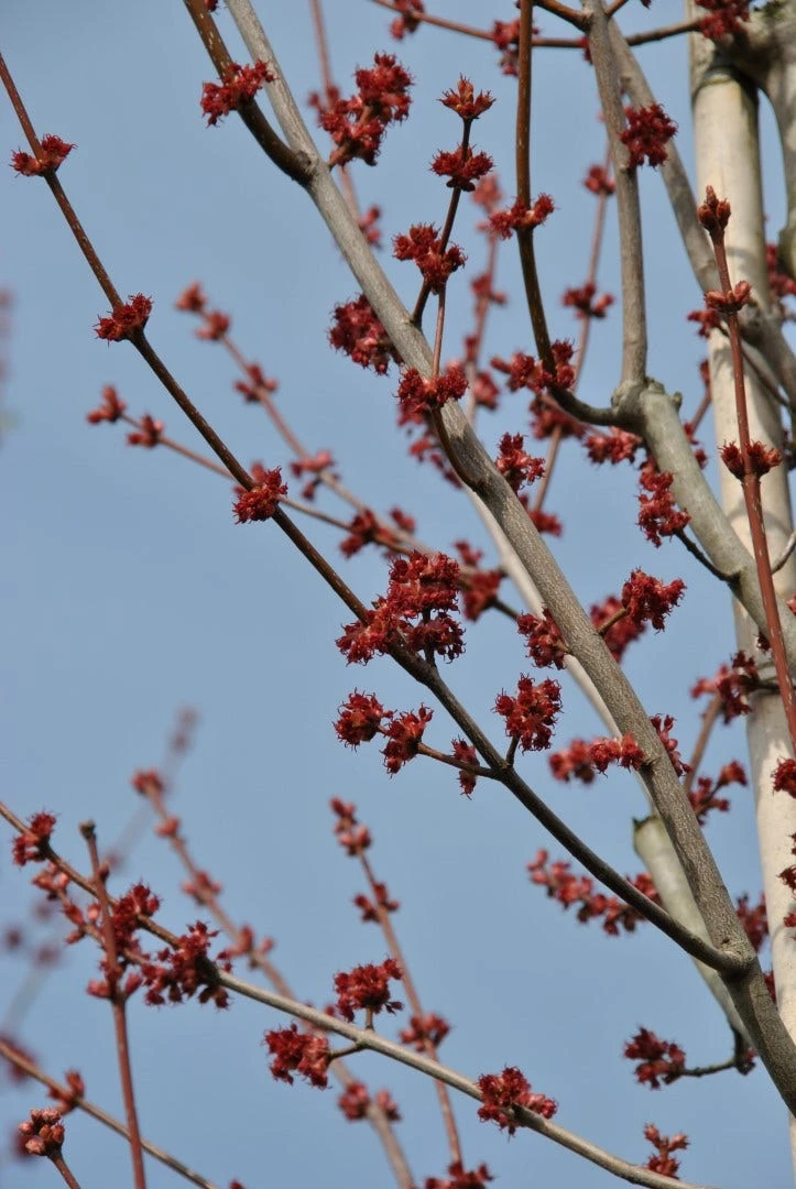 Grote Esdoorn (Acer Rubrum 'Red Sunset') 4 Grote Esdoorn (Acer Rubrum 'Red Sunset') - Afbeelding 4