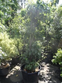 Japanse Slangehuidesdoorn Als Boom (Acer Rufinerve) -Planten Verkoopwinkel acer rufinerve 175 200 250