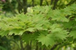 Japanse Esdoorn (Acer Shirasawanum 'Aureum') -Planten Verkoopwinkel acer shirasawanum aureum 1 2