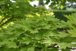 Japanse Esdoorn (Acer Shirasawanum 'Aureum') -Planten Verkoopwinkel acer shirasawanum aureum 2 1