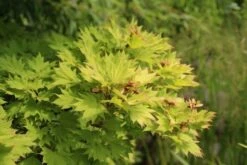 Japanse Esdoorn (Acer Shirasawanum 'Aureum') -Planten Verkoopwinkel acer shirasawanum aureum 3 2