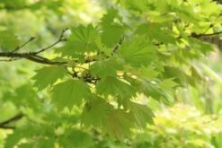 Japanse Esdoorn (Acer Shirasawanum 'Aureum') -Planten Verkoopwinkel acer shirasawanum aureum 4 2