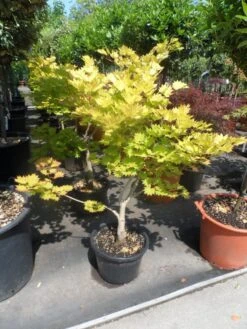 Japanse Esdoorn (Acer Shirasawanum 'Aureum') -Planten Verkoopwinkel acer shirasawanum aureum 60 80 100 c12 1
