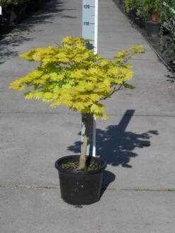 Japanse Esdoorn (Acer Shirasawanum 'Aureum') -Planten Verkoopwinkel acer shirasawanum aureum c12 2