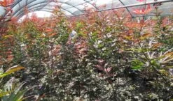 Japanse Esdoorn (Acer Palmatum 'Skeeter's Broom') -Planten Verkoopwinkel acer skeeters broom