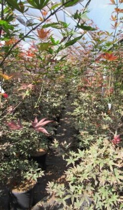 Japanse Esdoorn (Acer Palmatum 'Skeeter's Broom') -Planten Verkoopwinkel acer skeeters broom 125 150 is al simpel product van