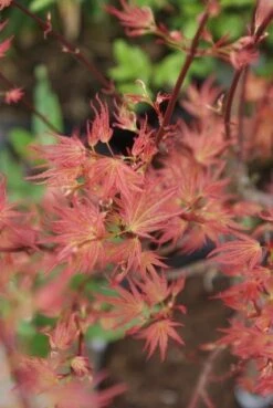 Japanse Esdoorn (Acer Palmatum 'Wilson's Pink Dwarf') -Planten Verkoopwinkel acer wilsons pink dwarf 3