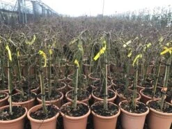 Japanse Esdoorn Op Stam (Acer Palmatum 'Ryusen') -Planten Verkoopwinkel acerryusen02