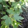 Zilver Esdoorn (Acer Saccharinum) -Planten Verkoopwinkel acersaccharinum blad 1 1