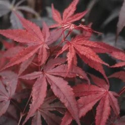 Japanse Esdoorn (Acer Palmatum 'Atropurpureum') -Planten Verkoopwinkel acpatrop 9 2
