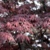 Japanse Esdoorn (Acer Palmatum 'Bloodgood') -Planten Verkoopwinkel acpblood 12 2