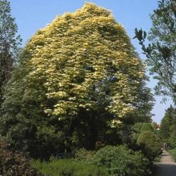 Bonte Bolesdoorn (Acer Pseudoplatanus 'Brilliantissimum') -Planten Verkoopwinkel acpbrill 7