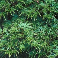 Japanse Esdoorn (Acer Palmatum 'Seiryu') -Planten Verkoopwinkel acpseiry 6