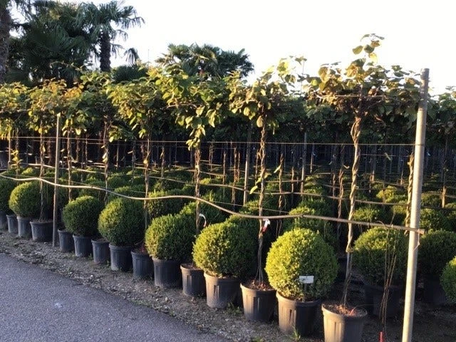 Kiwiplant Als Dakboom (Actinidia Chinensis) 3 Kiwiplant Als Dakboom (Actinidia Chinensis) - Afbeelding 3