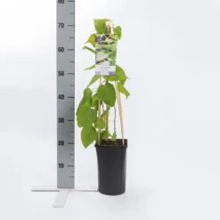 Sierkiwi (Actinidia Kolomikta) -Planten Verkoopwinkel actinidia kolomikta