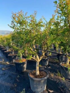 Granaatappel Als Solitair (Punica Granatum) -Planten Verkoopwinkel aed72ac1 ffcb 410b 8ae2 1a7969aa5a9c