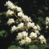 Witte Paardenkastanje (Aesculus Hippocastanum) -Planten Verkoopwinkel aehippoc 14