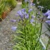 Afrikaanse Lelie (Agapanthus 'Blue Storm') -Planten Verkoopwinkel agapanthus 1