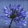 Afrikaanse Lelie (Agapanthus 'Ever Sapphire') -Planten Verkoopwinkel agapanthus africanus x